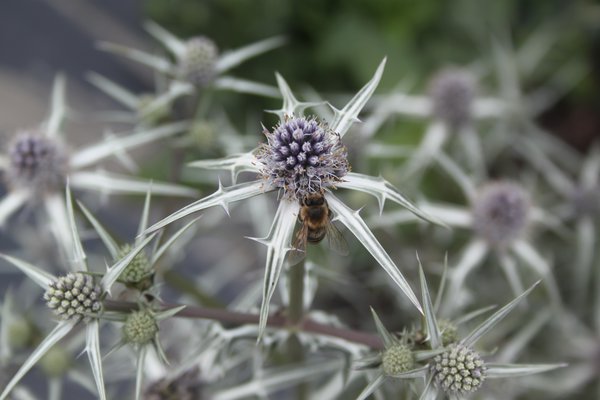 Eryngium variifolium, diviser les plantes vivaces