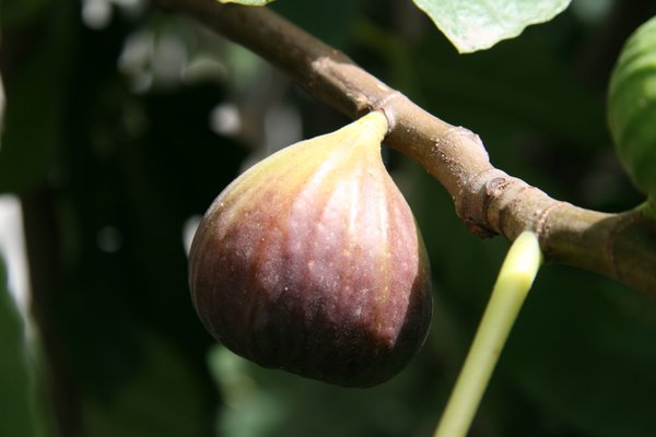Bella Brunetta Rossa, Figuier, Ficus carica, Twotimer, figues bif&egrave;res