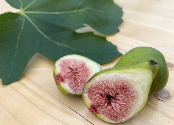 figues d'automne, figue, Ficus carica, Brogiotto Bianco