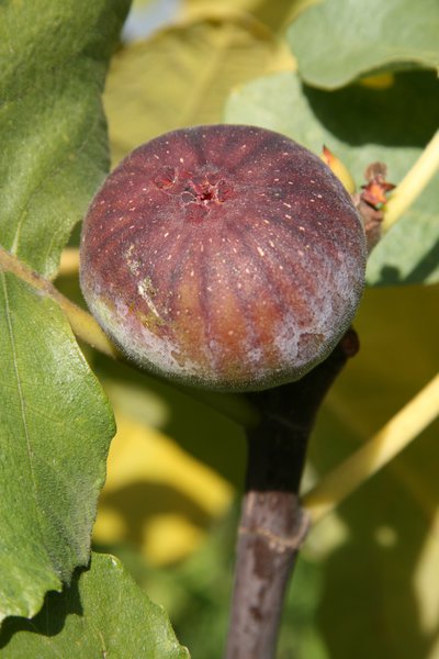 Feigenbaum Grosse Grise