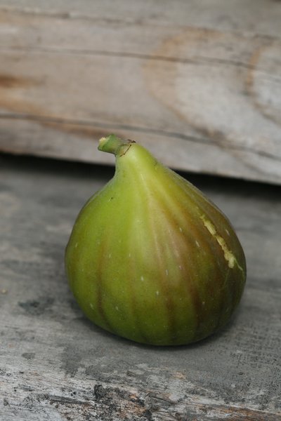 Feigenbaum Gustis� Lampeira, Herbstfeige, Ficus carica