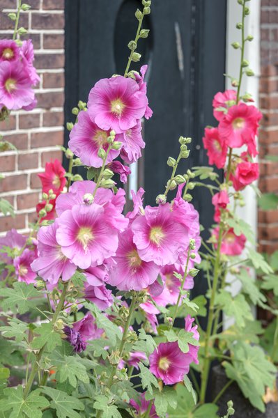 Feigenbl�ttrige Stockrose Alcea ficifolia