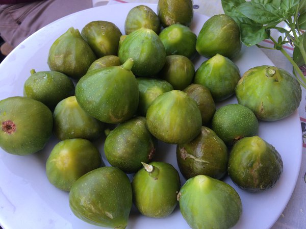 Figuier comestible Gentil Bianco Lubera