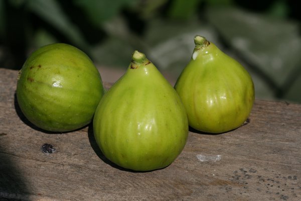 figuier buisson Figue Gentile Lubera