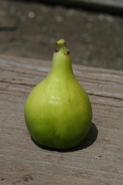 Fruchtfeige Green Ischia Lubera