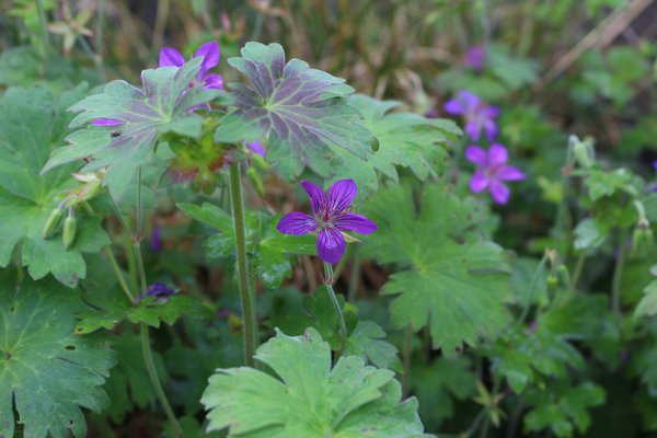 Geranium wlassovianum, Planter un g&eacute;ranium, plante vivace, couvre-sol