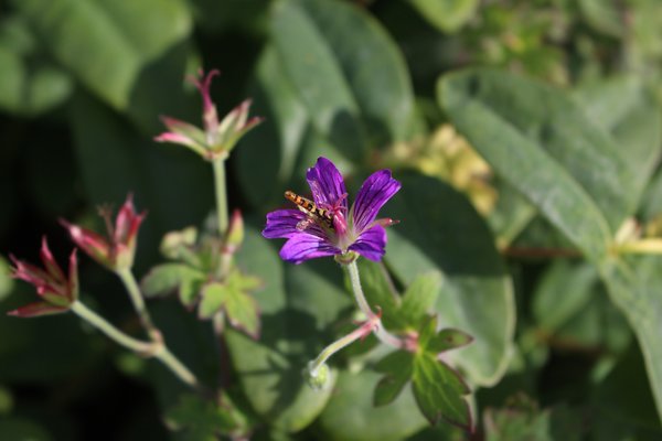 Geranium wlassovianum avec abeille, planter un g&eacute;ranium, plante vivace, couvre-sol