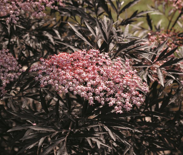 Sambucus nigra 'Black Lace'&reg; Sureau &agrave; feuillage lacini&eacute;