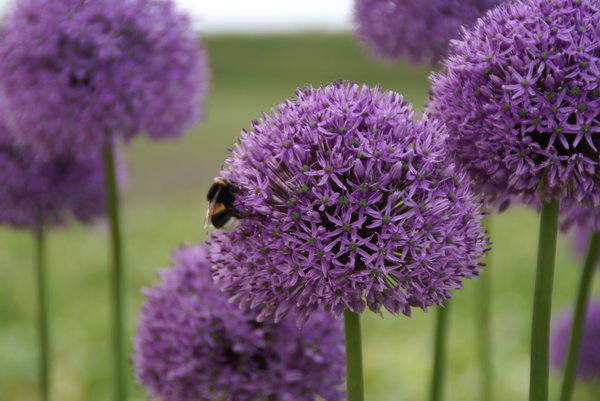 Ail ornemental &agrave; grandes fleurs 'Gladiator' (Allium 'Gladiator')