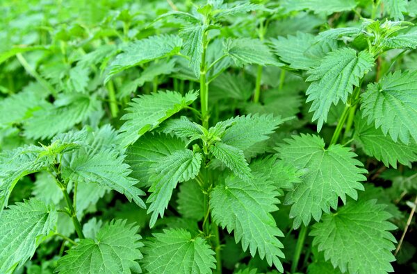 ortie, Urtica dioica