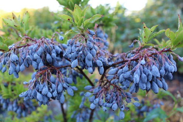 Myrtille bleue, s&eacute;lection vari&eacute;tale