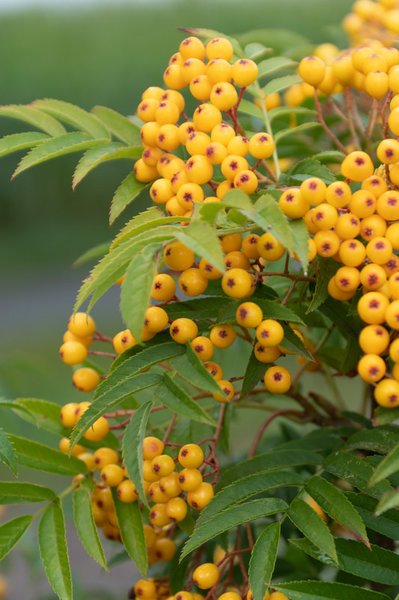 Sorbus aucuparia 'Autum Spire'�, Eberesche, Herbst Eberesche, Hinrichs, XXL Pflanze