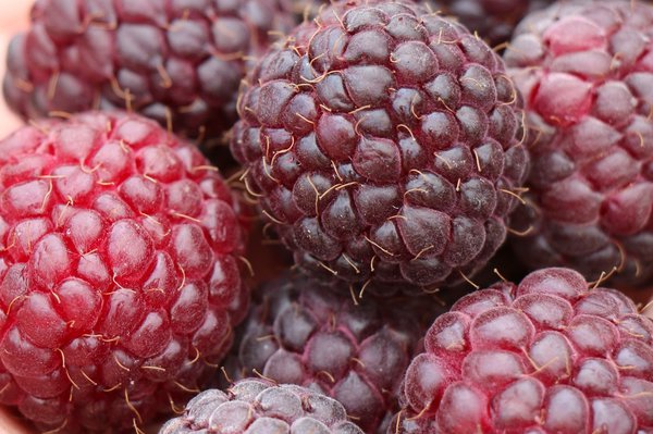 Rubus, cueillette de framboises