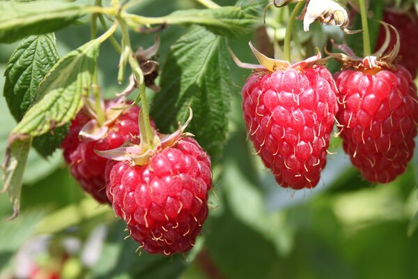 Framboise d'automne Schlaraffia&reg; Plentiful