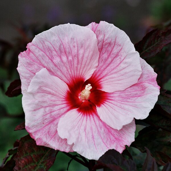 Hibiscus moscheutos 'Kopper King', Staudenhibiskus, Sumpfeibisch, Riesenhibiskus, Staude, Hibiskus