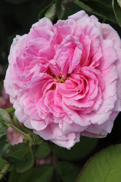 Planter une haie de rosiers, Rose ancienne K&ouml;nigin von D&auml;nemark