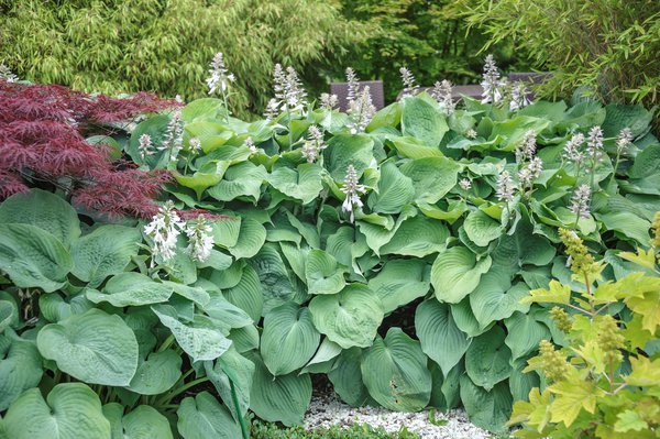 Hostas en pot Hosta sieboldiana Elegans, Grand hosta bleu, Lubera