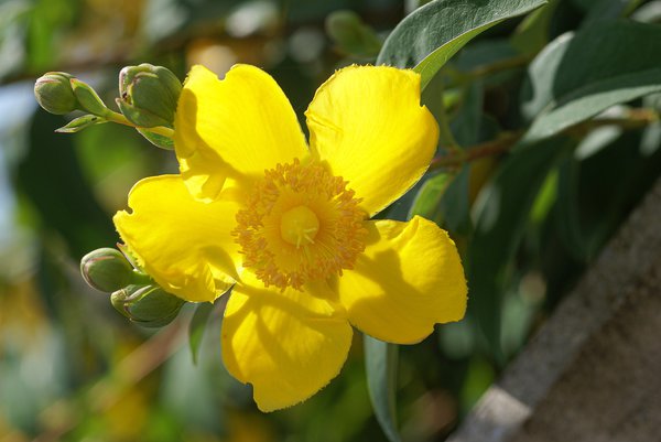 Millepertuis 'Hidcote', arbustes &agrave; fleurs