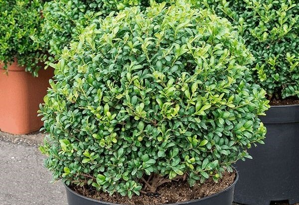 Ilex crenata Convexa, alternatives au buis