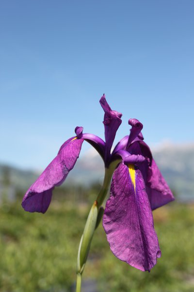 Iris ensata