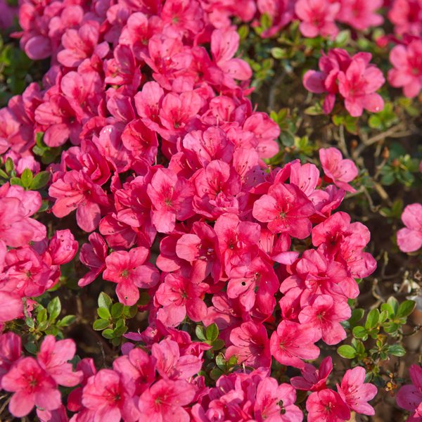 Japanische Azalee 'Diamant Rot' Rhododendron obtusum 'Diamant Rot'