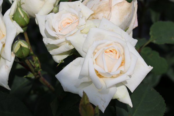 Rosier grimpant Ilse Krohn Superior Planter des rosiers grimpants