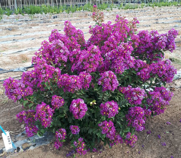Lagerstroemia, lilas des indes rustiques 'Purple Star'