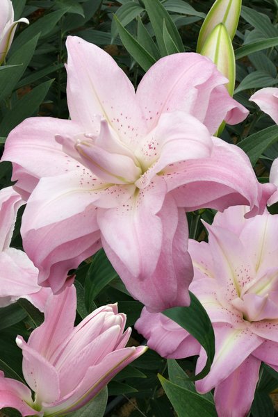 Bl�te Lilie Lotus Queen