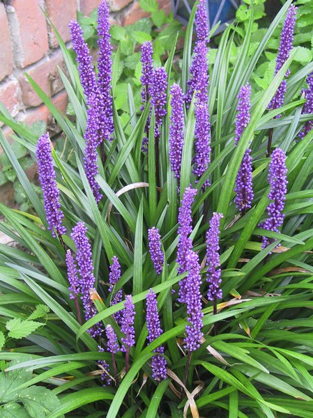 Liriope muscari Moneymaker
