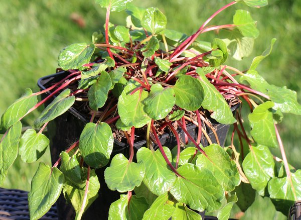 Diviser la rhubarbe Lowberry Lilibarber Lubera