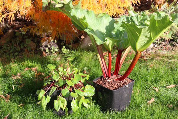 Rhubarbe toxique Lowberry Lilibarber Lubera