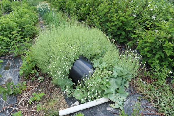 Chou marin Crambe maritima Lubera