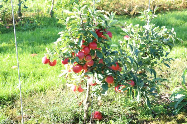 Pommes bonnes pour la sant&eacute; Mini Pommier Maloni Lowfruit Gullivers Lubera