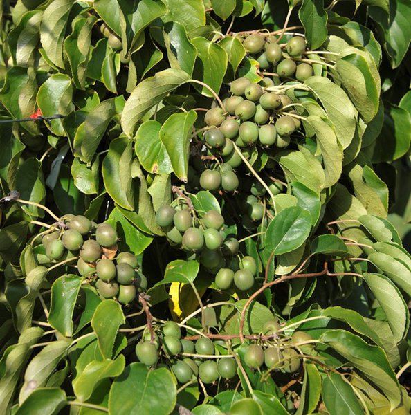 kiwa&iuml;, Fresh Jumbo, Actinidia arguta, Lubera