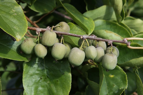 kiwa&iuml; Fresh Jumbo, kiwiberry, kiwi femelle, plante grimpante, kiwis rustiques