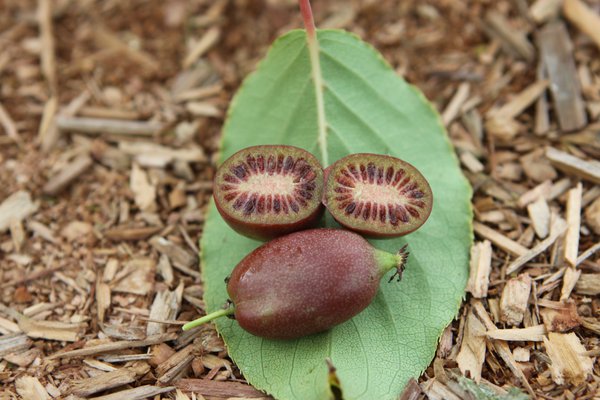 kiwa&iuml;, mini-kiwi Red Jumbo, Actinidia arguta, kiwa&iuml; Lubera