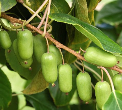 Kiwa&iuml;, mini-kiwi Super Jumbo, Actinidia arguta, Lubera
