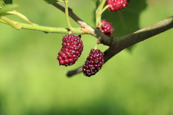 M&ucirc;rier Morus alba rosa