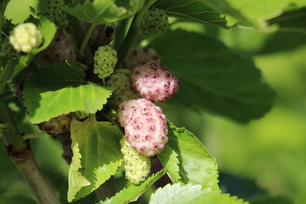 M&ucirc;rier blanc Morus alba 