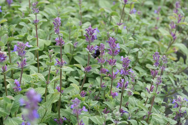 Nepeta racemosa au jardin - acheter une herbe &agrave; chat