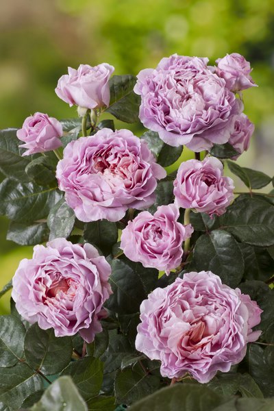 Nostalgische Rose Eisvogel