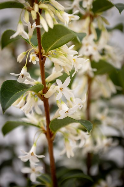 Osmanthus burkwoodii, Burkwoods Duftbl�te, Hinrichs, XXL Pflanzen