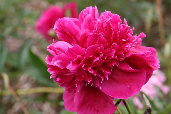 Paeonia Inspecteur Lavergne, tailler les pivoines