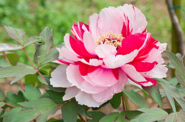 Paeonia Shima nishiki, Paeonia suffruticosa, pivoine, pivoines, pivoines arbustives, pivoines arbustives