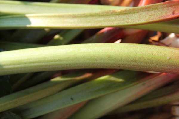 Rhubarbe Fruit ou L&eacute;gume Rhubarbe Early Green Lubera