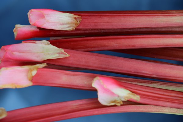 Diviser la rhubarbe Livingstone Lubera