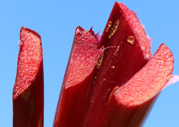 Rhubarbe toxique Siruparber Canada Red Lubera