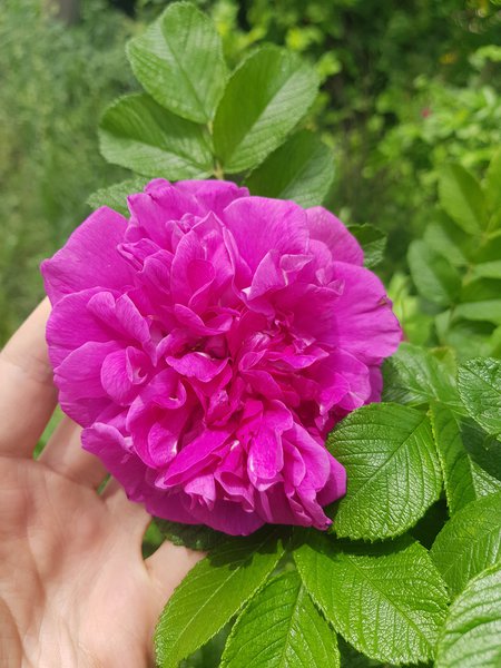 Rosier rugueux hansa, planter des rosiers rugueux Hansa