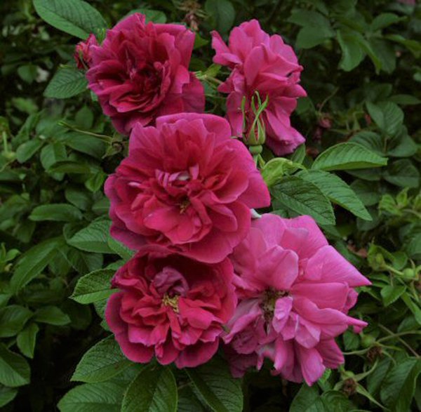 Planter des rosiers rugueux
