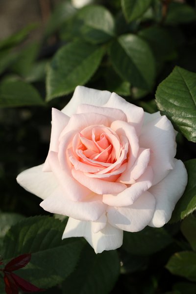 Rose 'A Whiter Shade of Pale'